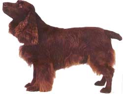 The Field Spaniel is a combination of beauty and utility.